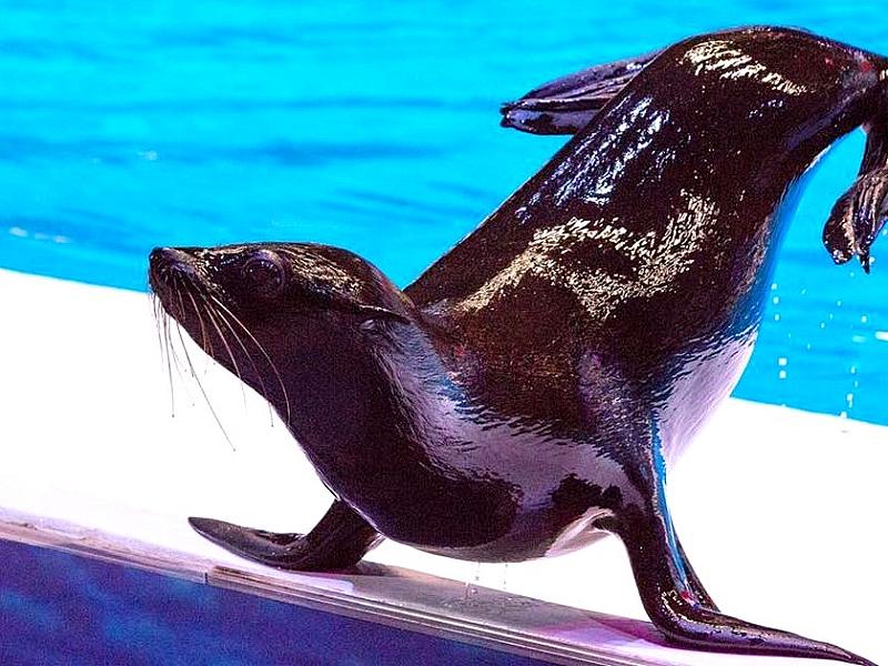 Dubai Dolphinarium thumbnail 4