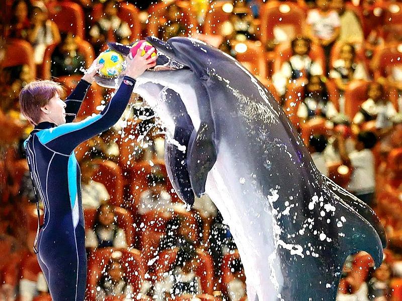 Dubai Dolphinarium thumbnail 5