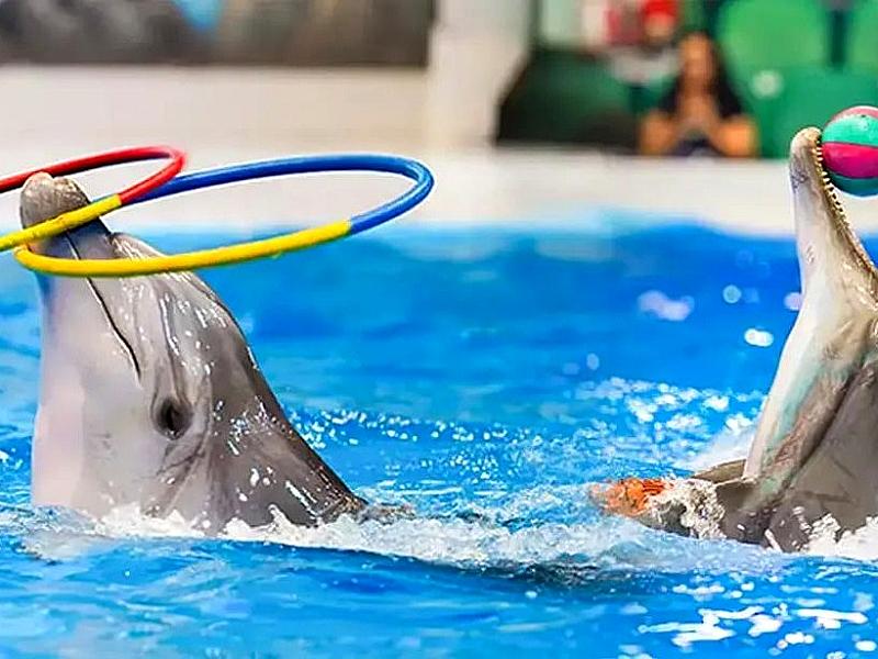 Dubai Dolphinarium thumbnail 7