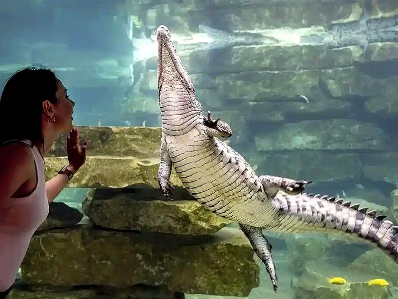 Dubai Crocodile Park thumbnail 2