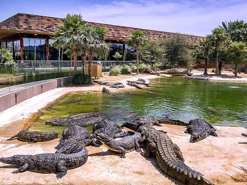 Dubai Crocodile Park thumbnail 3