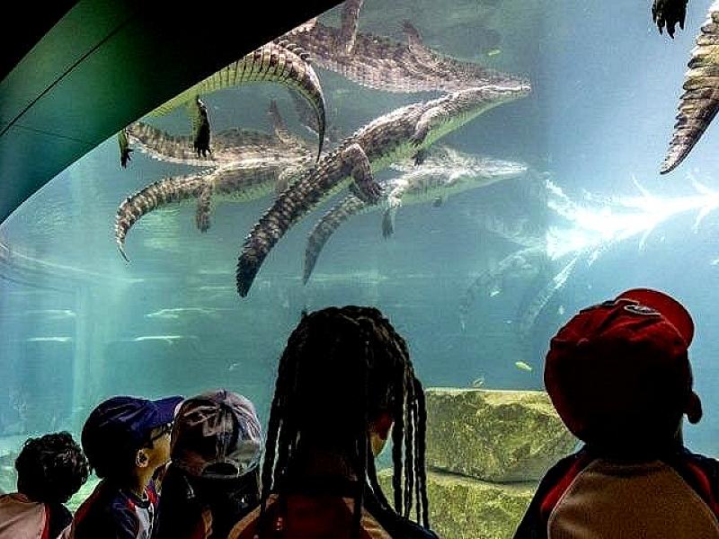 Dubai Crocodile Park thumbnail 6