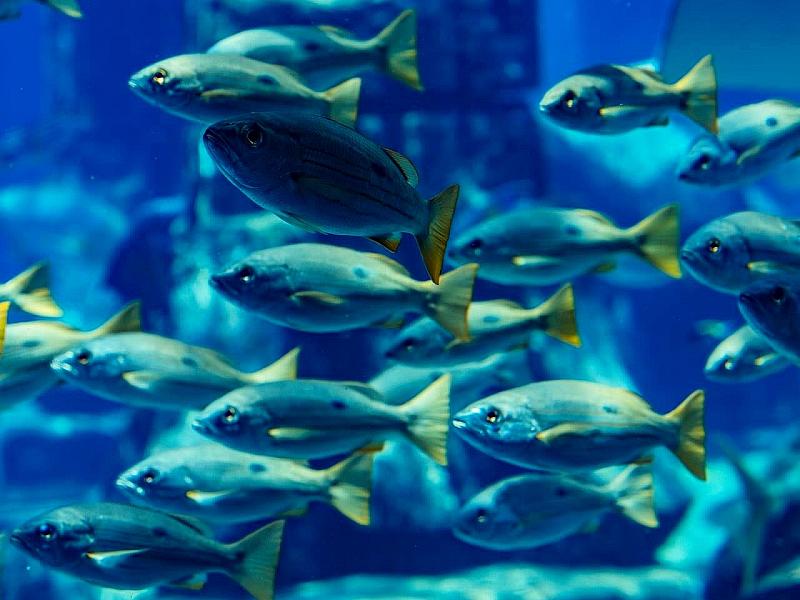 Lost World Aquarium thumbnail 4