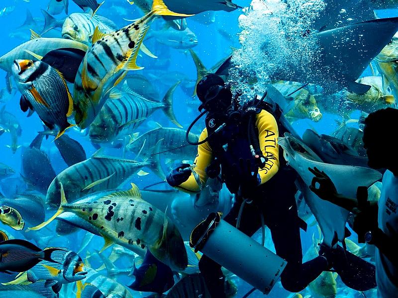Lost World Aquarium thumbnail 5
