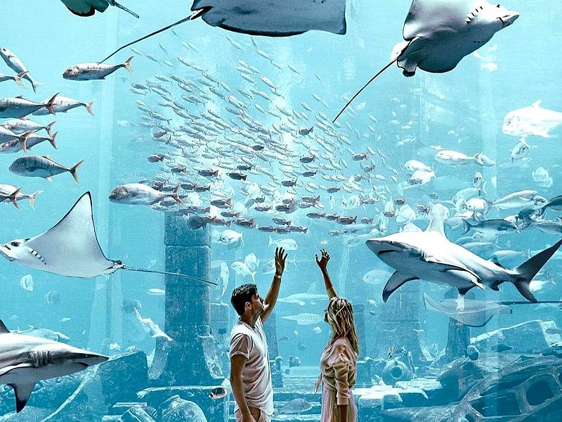 Lost World Aquarium thumbnail 6