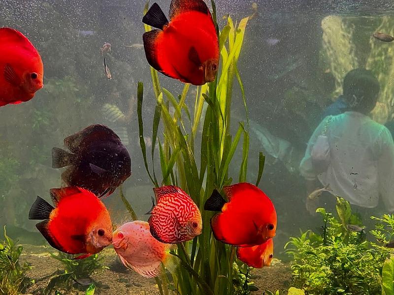 Lost World Aquarium thumbnail 7