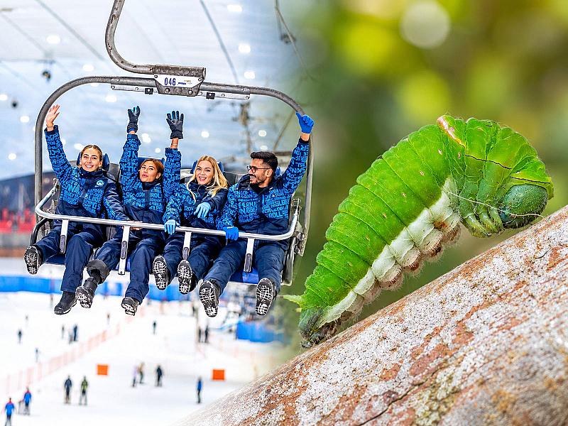 Ski Dubai Snow Classic + Dubai Butterfly Garden