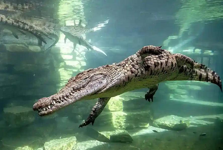 Dubai Crocodile Park - Image 1
