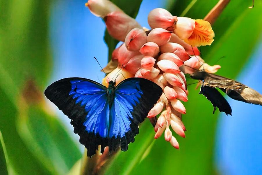 Dubai Butterfly Garden thumbnail 2